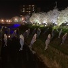 夜桜