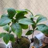 スマホで撮った窓辺の植物