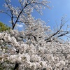 桜を通じて気持ちの変化に気づく。