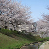 二ヶ領用水の桜（向ケ丘遊園～中野島の中間付近）