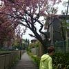 花とレエス