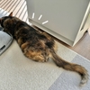 春はつちねこの季節？