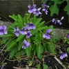  Viola yedoensis var. pseudo-japonica