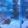 【東京】何度行っても飽きない！センスを感じる都会のオアシス空間「すみだ水族館」の５つの魅力