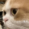 雨田甘夏、お付き合いです。【猫とゴブリンとトッケビ事情】