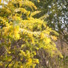 久しぶりの植物園（2025.03.23）Ⅲ