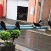 燕の子供達　懐かしの鳥　コヨシキリ