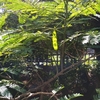 合歓の木のさやえんどう