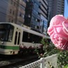ピンクのバラ