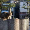 近隣繁華街のねこさん