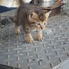 かわいい居候(*^。^*)