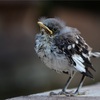 野鳥のヒナがいても拾ってはいけません。鳥獣保護法により禁止されております。