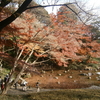 【文京区】小石川後楽園【紅葉狩り】