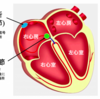 （不整脈）心房にダメージを与えない
