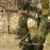苔生す梅の木