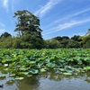 鶴岡八幡宮の源平池・杉本寺／真夏の鎌倉・大人の遠足2022