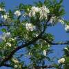 アカシアの花が咲くとき