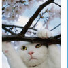 <span itemprop="headline">岩合光昭トークと写真展「ねこ歩き」♪</span>