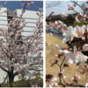 Plants in Shonan iPark Forest and Waka Poem, Tamanawa Cherry Blossoms