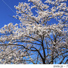 信州　長野県下高井郡木島平村 上木島の桜