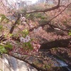 【日記】今日の桜と いちソ