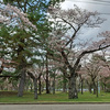 春のお花見カーリング専用？のバーチャル背景（笑）