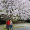京都の桜（１）