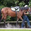 シルクなお馬さん（１歳・関西牝馬）