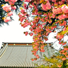 寛永寺根本中堂の桜（散歩写真）