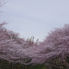 北陸の桜も満開時！