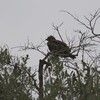 アフリカソウゲンワシ(Tawny Eagle)