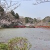 【茂原】千葉県のお花見スポット　茂原公園の桜