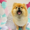 ポメラニアンのチッポ君とウィル君