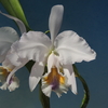 Cattleya mossiae f.coerulea 'Blanca' BM/JOGA.