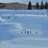 雪におおわれた田畑のなめらかなラインが素敵