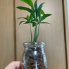 観葉植物のニューフェイス現る