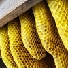 ニホンミツバチの蜂蜜採取を始めたら、別の巣で、分蜂が始まった！　