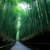 京都・嵐山 - 竹林の小径