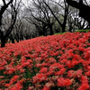 【権現堂公園】 桜の名所は秋の曼珠沙華も見事なんです！