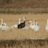 ハクチョウほか野鳥