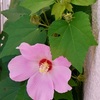 <span itemprop="headline">芙蓉の花とヒル・トップ</span>