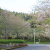 桜の開花