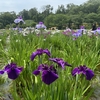 東村山・北山公園で花菖蒲と西武線を撮る｜2025年花菖蒲まつり散歩記