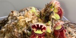 セファロタス成長記録=2026/5月21日 #食虫植物 #セファロタス #icos #著作権無料 #BGM