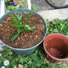 キョウチクトウの挿し木 チョイと鉢増し