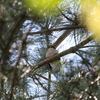 ジュウイチ・サンコウチョウ・サメビタキ・マミジロ(大阪城野鳥探鳥 2019/05/11 4:50-12:00)