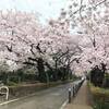 儚くも雨、花冷えで火曜日の朝 (￣∇￣*)ゞ