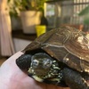 クサガメ🐢ポコの飼育日記🐢91冬眠明け①