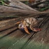 Coenobita clypeatus カリブオカヤドカリ