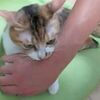 猫「触るにゃー！！ガブッ！」　絶対に触らせてくれない猫様（動画）